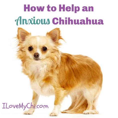 Are Chihuahuas Good For Anxiety