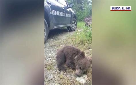 Un pui de urs din Munții Retezat a fost salvat de un turist Animalul a