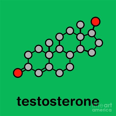 Testosterone Male Sex Hormone Molecule 2 By Molekuul Science Photo Library