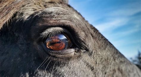 Horse Eye Closeup Images – Browse 25,832 Stock Photos, Vectors, and ...