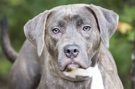 Blue Nose Silver Lab Weimaraner Mix Breed Dog Outside On Leash Stock