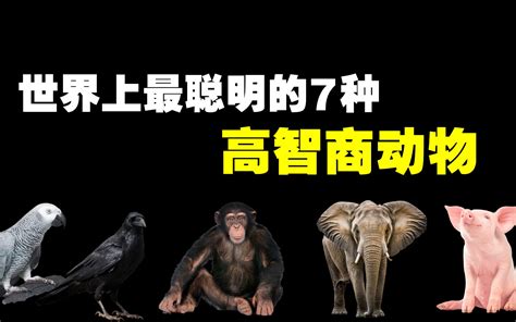 世界上智商最高的7种动物，你以为人类就是最聪明的动物了吗？ 黑土日记 黑土日记 哔哩哔哩视频