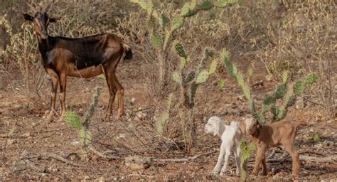 Biodiversiteit Bonaire Staat Onder Druk Bonaire Nu