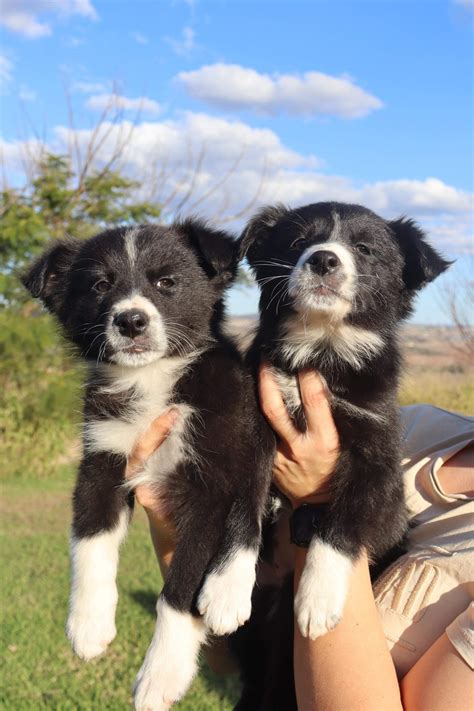 Border Collie Gowrie Junction Petsforhomes