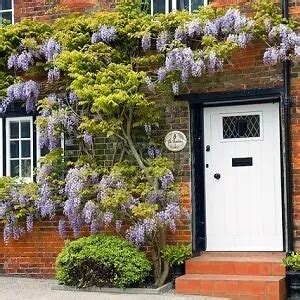 Growing Wisteria In Garden Pots A Complete Guide