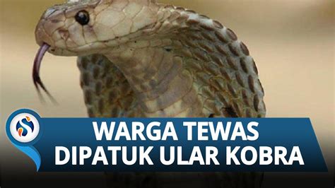 Baru Beli Ular Hari Warga Purworejo Tewas Dipatuk Ular King Kobra