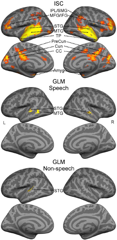 The ISC Map And The GLM Results For Speech And Non Speech Sounds The