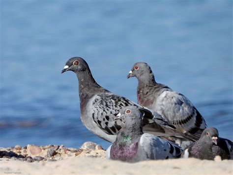 Several Pigeons Are Standing On The Sand By The Water And Looking At