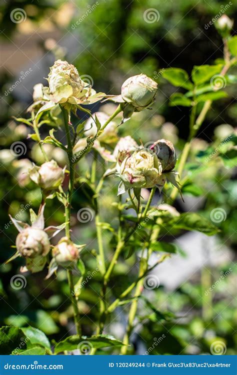 Beautiful Green Roses Stock Photo Image Of Bloom Fresh 120249244