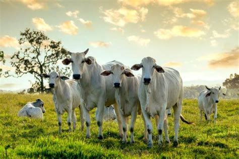 Ilpf Benef Cios Para Uma Agricultura Produtiva E Sustent Vel