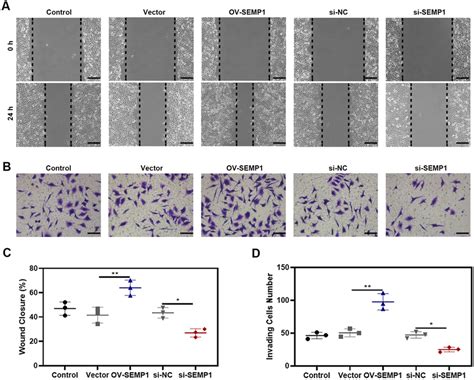 Changes In Migration And Invasion Of The HTR 8 SVneo Cells In Response