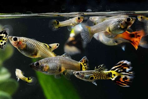 Different Types Of Guppies With Pics A Complete Guide