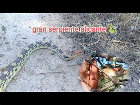 Alicante O Cincuate La M S Grande Que E Encontrado Serpiente Culebra