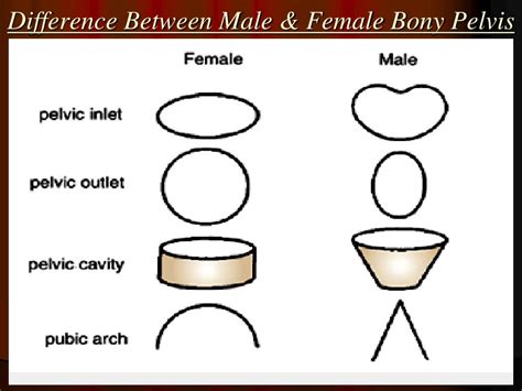 Ppt Bony Pelvic Wall And Pelvic Cavity Powerpoint Presentation Free