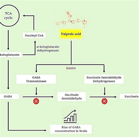 Valproic Acid S Mechanism Of Action The Metabolism Of The Gaba