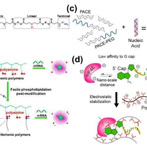 Polymers And Mrna Stability A The Structure Of A Branched Pbae