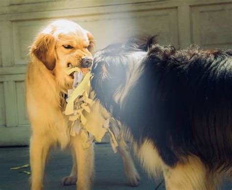 Descubre Todo Sobre La Rabia En Perros Causas S Ntomas Y Tratamiento