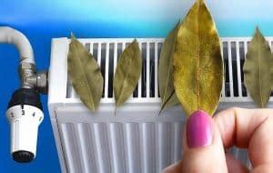 Pourquoi Devriez Vous Mettre Des Feuilles De Laurier Sur Votre