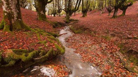 Los Bosques M S Impresionantes De Euskadi El Pulm N Verde De Nuestra