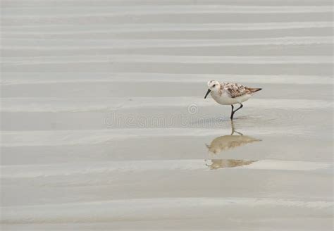 Sandpiper Bird Walking On Beach With Sea Foam Stock Image Image Of