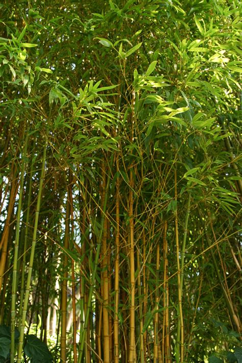 Phyllostachys Aurea Koi Phao Bamboo Sourcery Nursery And Gardens