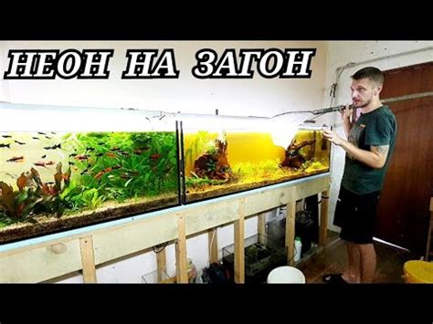 Загоняю Неона на нерест! - YouTube