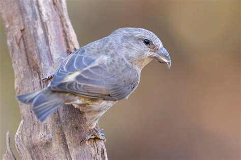 Premium Photo Common Crossbill Loxia Curvirostra Malaga Spain