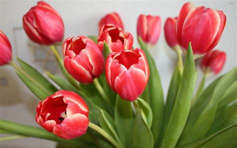 Red Tulips Wallpaper ·① WallpaperTag