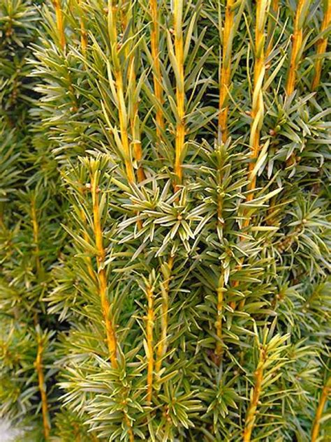 Taxus Baccata Fastigiata Aurea Gelbe S Ulen Eibe Cm Solit R