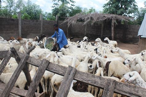 VERS UN PLAN STRATEGIQUE POUR LA PROMOTION DE LELEVAGE AU TOGO