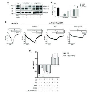 CFTR modulators effect on CFTR expression and function in CFBE cells... | Download Scientific ...