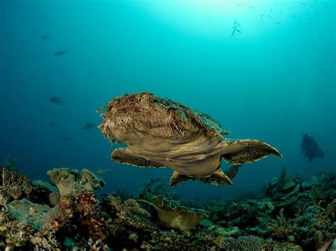 Wobbegong Shark – "OCEAN TREASURES" Memorial Library