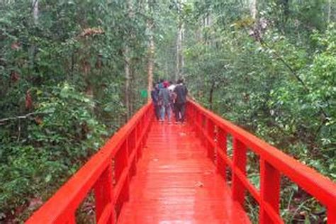 Menyusuri Hutan Pelawan Di Bangka Tengah