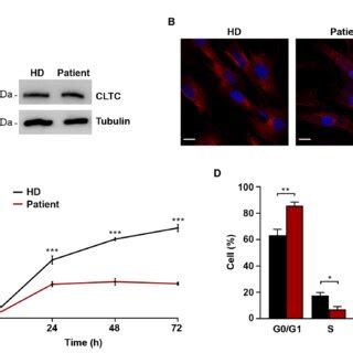 Cell cycle progression and cell proliferation are affected in primary ...