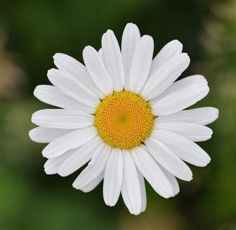 Margarida Gigante Branco G Sementes Aproximado R Em