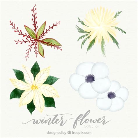 Free Vector Four Watercolour Winter Flowers