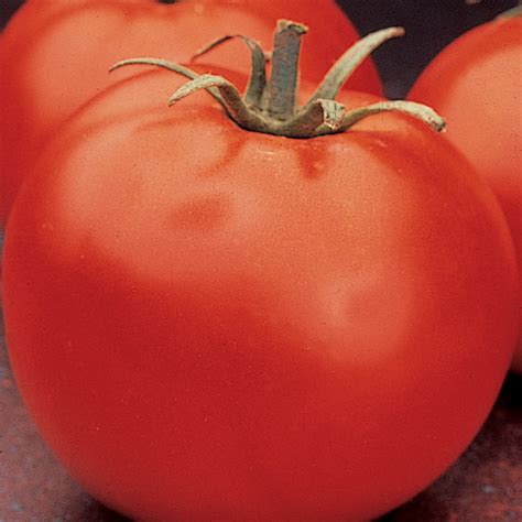 Celebrity Hybrid Tomato AAS Winners J W Jung Seed Company