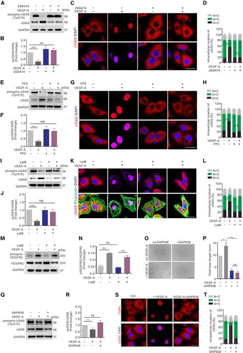 Nuclear Translocation Of CGAS Orchestrates VEGF A Mediated Angiogenesis