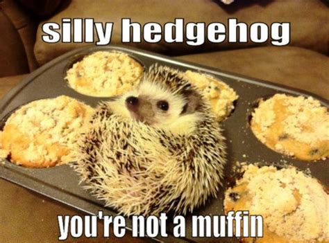 Funny Hedgehog Pictures » Silly Hedgehog