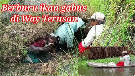 Berburu Ikan Di Way Terusan Nemu Sarang Ikan Gabus Youtube