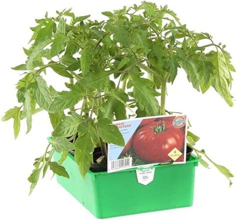 Truffaut Tomate Supersteak F Barquette De Plants Amazon Fr Jardin