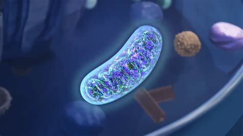 Studying Mitochondrial Dna Sheds Light On The Importance Of Vitamins