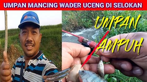 Umpan Mancing Ikan Wader Uceng Di Selokan Ikan Nila Pun Mau Micro