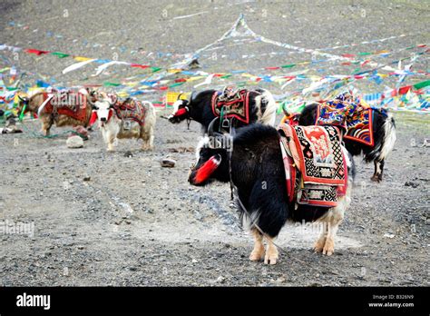 Yak Images Hi Res Stock Photography And Images Alamy