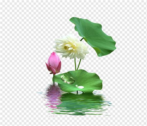 Ilustraci N De Flor De Loto Nelumbo Nucifera Loto De Loto Arreglos