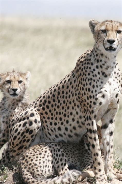 Wild Cats of Africa - Their Unique Characteristics - Going on Safari ...