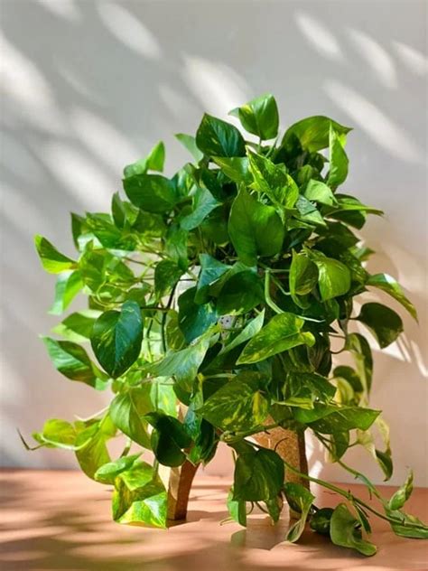 Conseils Essentiels Sur Comment Faire Pousser Le Pothos Plus