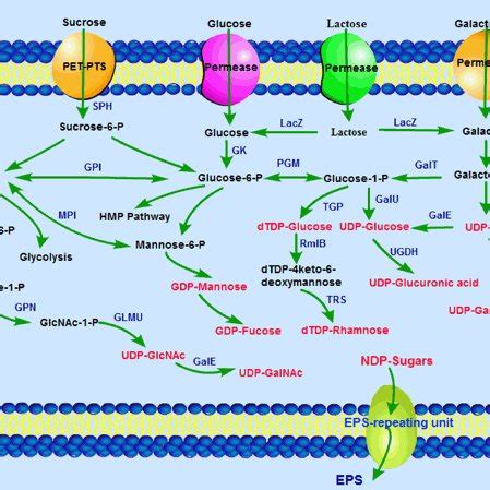 Organization Of Eps Gene Cluster Among Different S Thermophilus