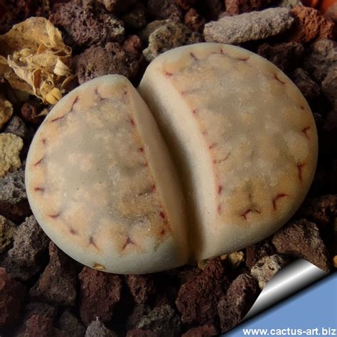 Lithops Julii Ssp Fulleri V Rouxii C217 70 Km WSW Von Warmbad Namibia