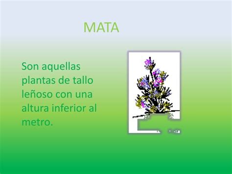 Las Plantas Y Su Clasificacion Ppt